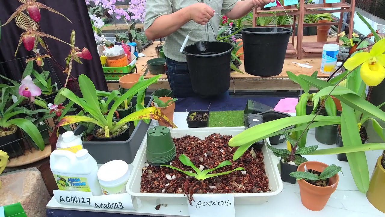 Norman Fang Live!  Episode 94 Repotting Paphiopedilum Orchids