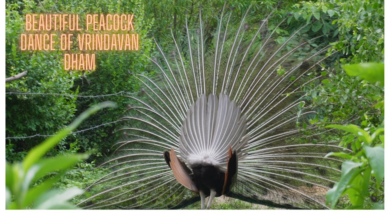 Beautiful Peacock Dance of Vrindavan dham [ABD] 🙏🏻💕💕