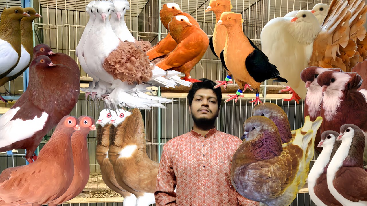 ফেন্সি কবুতর ক্রয় করুন সেরা কালেকশন #bdkhamar #kobutorkhamar #pigeonhouse #pigeonlaver #pigeonlover