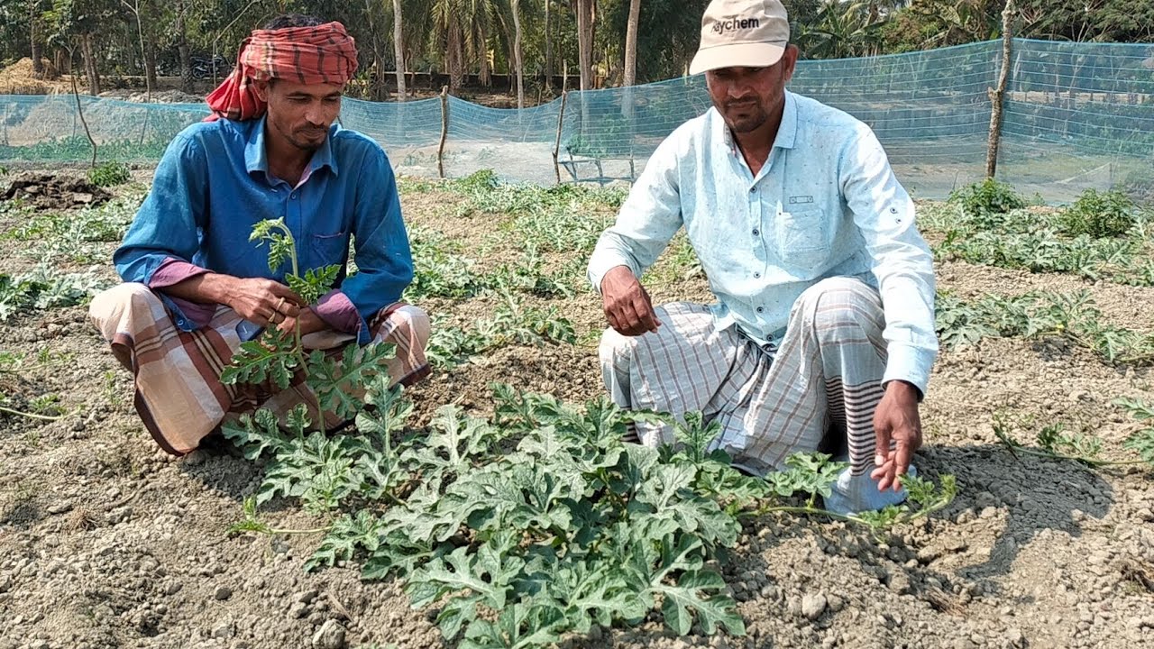 তরমুজ চাষের সফল হওয়া কৃষক।। তরমুজ চাষের সফল  হওয়া জন্য  সকল প্রকারের ঔষধ প্রয়োগ করার আসল পদ্ধতি