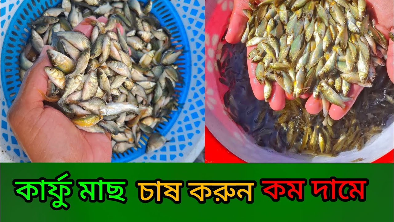 কার্ফু মাছ চাষ করুন  মোবাইল ✆ 01301271636 