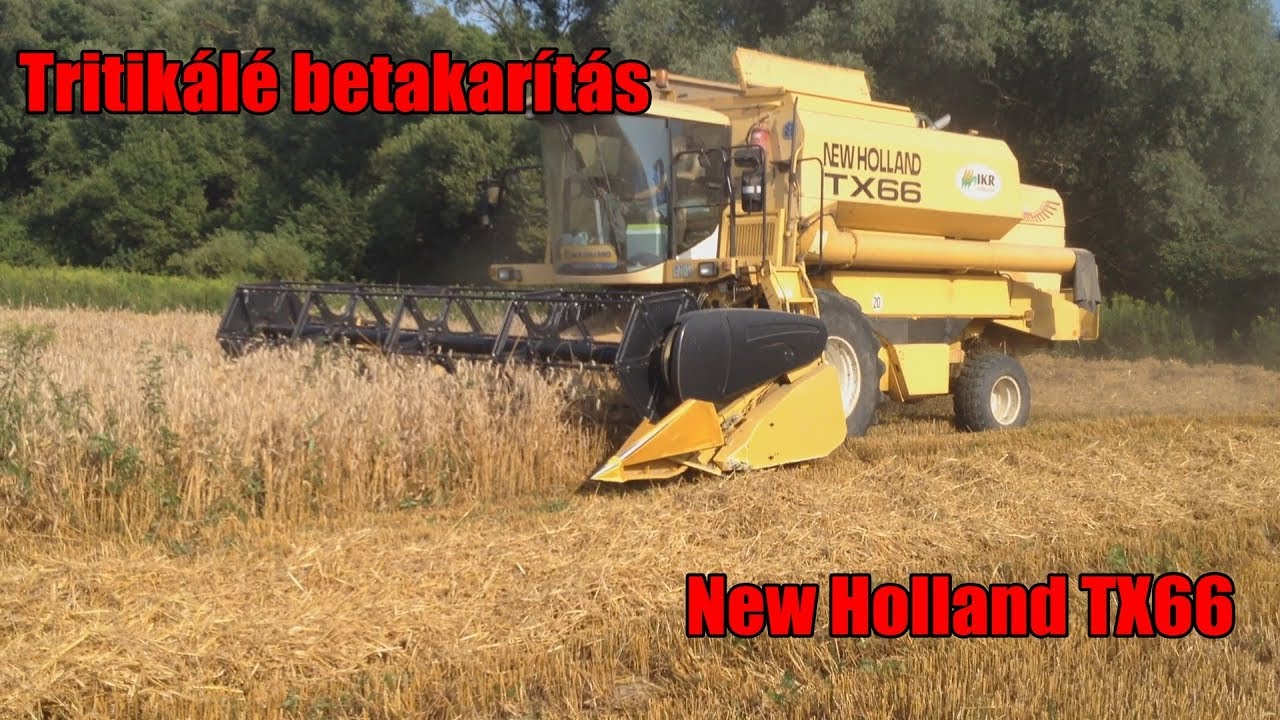 Tritikálé betakarítás | New Holland TX66