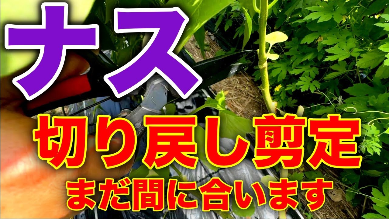 秋ナス収穫の為の、ナスの切り戻しをご紹介！！〜サラリーマンでも出来る家庭菜園シリーズ〜