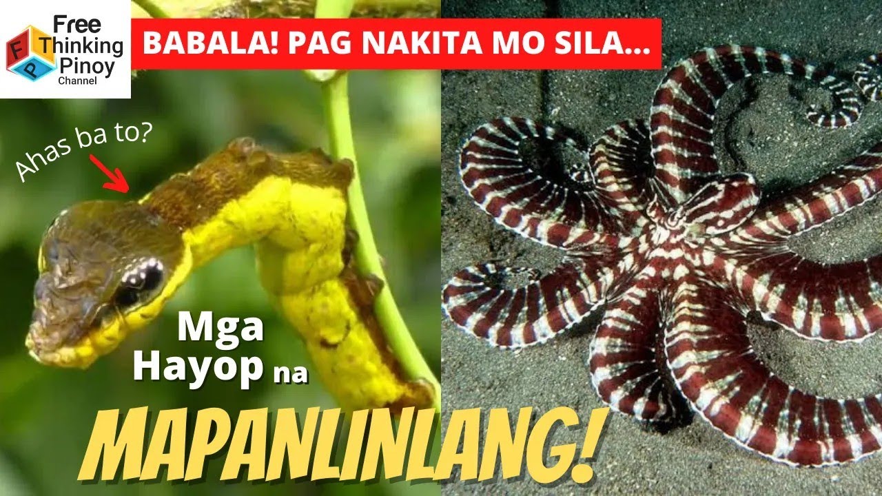 HIDDEN WORLD OF ANIMAL MIMICRY | Mga Hayop na Expert sa Pang-gagaya