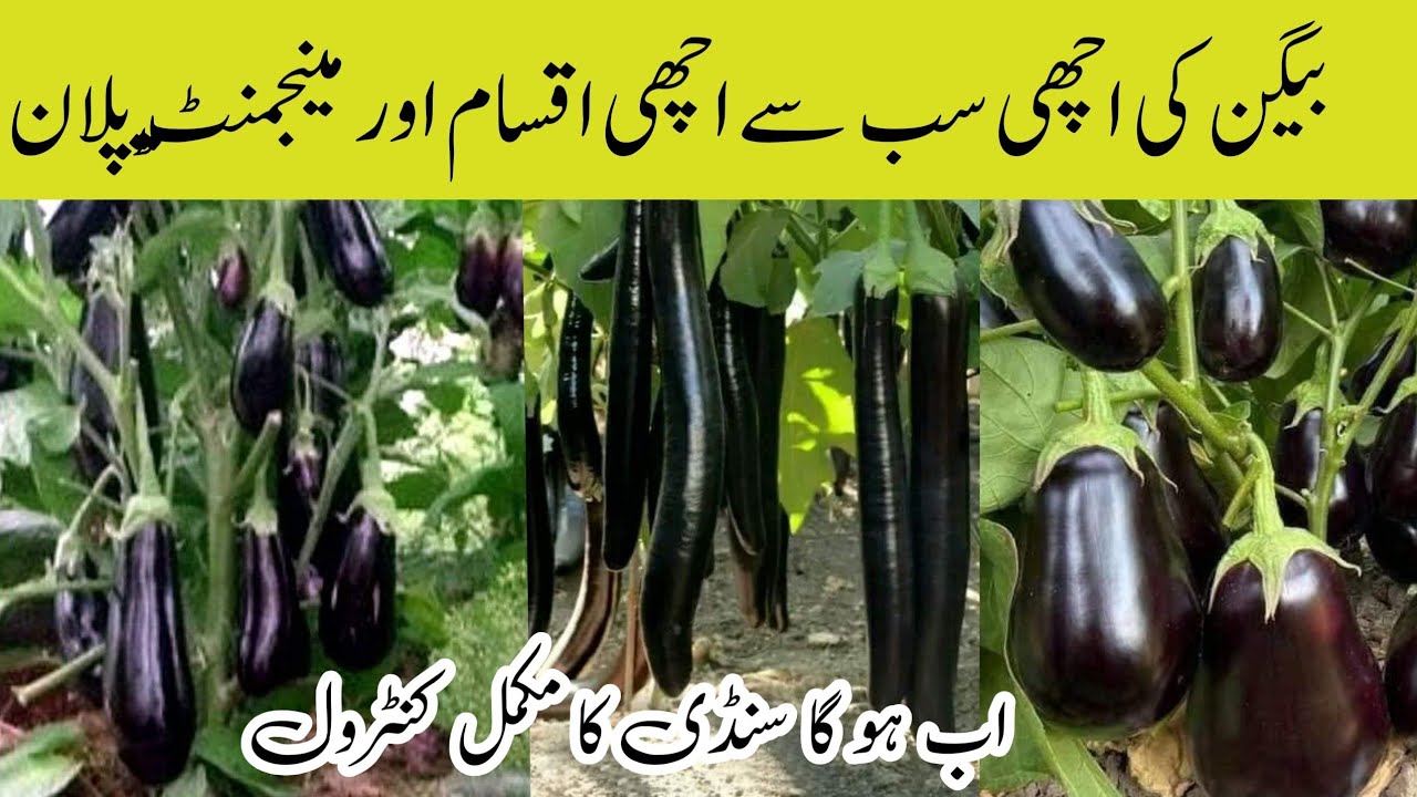 Baigan (بیگن) Management For new Farmer | How To Grow  Eggplant( brinjal)  | بیگن کی سنڈیو کا کنٹرول