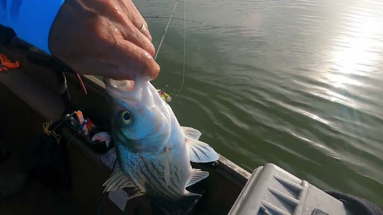 James and Ted catching Hybrid Stripers on Lake Waco 2 18 26