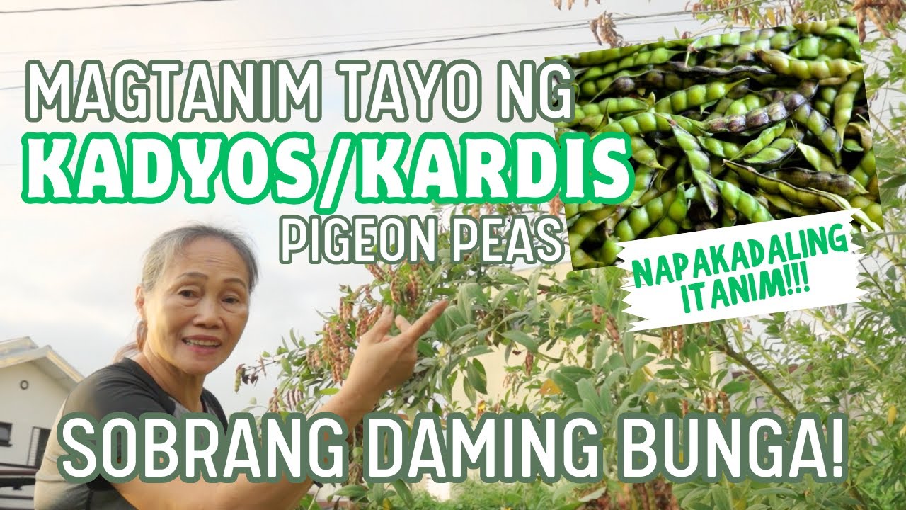 MAGTANIM TAYO NG KADYOS o KARDIS! ANG DAMING BUNGA! (Pigeon Peas Planting Tutorial) Haydee's Garden