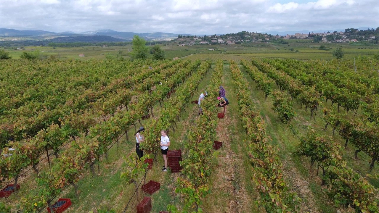 Vendanges manuelles au domaine les quatre amours