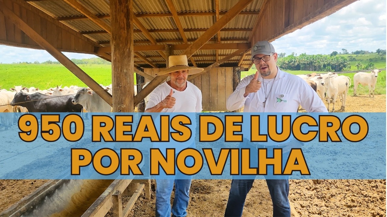 O RESULTADO das NOVILHAS do Zé Alves IMPRESSIONA na pecuária
