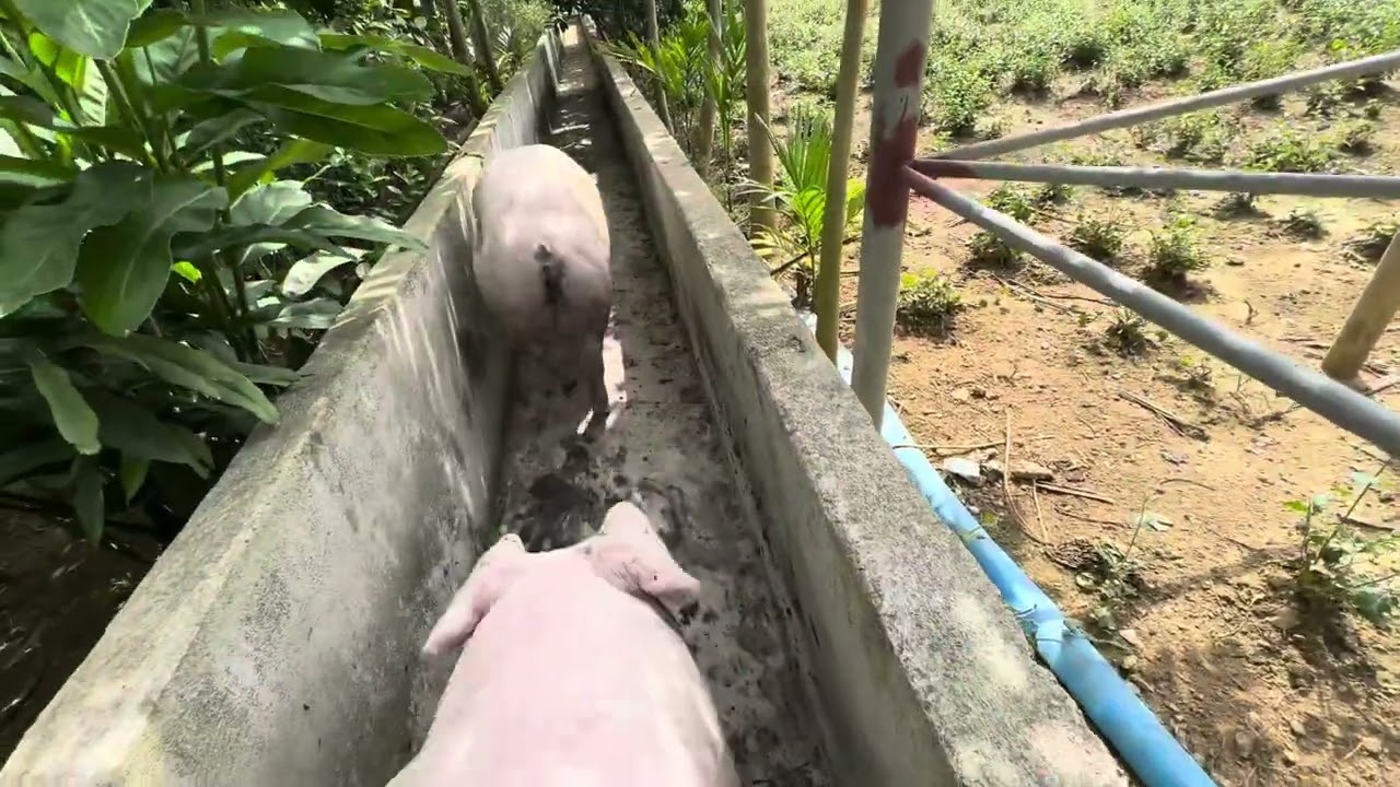 Bán lợn giá 67. Bán 8 con lợn được 59 triệu giá vẫn đang đươc ổn định