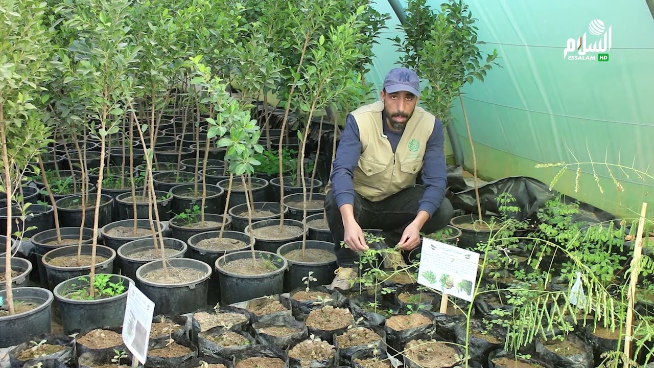 مجموعة الاغواط الخضراء    إرادة وتحدي من اجل إخضرار المدينة
