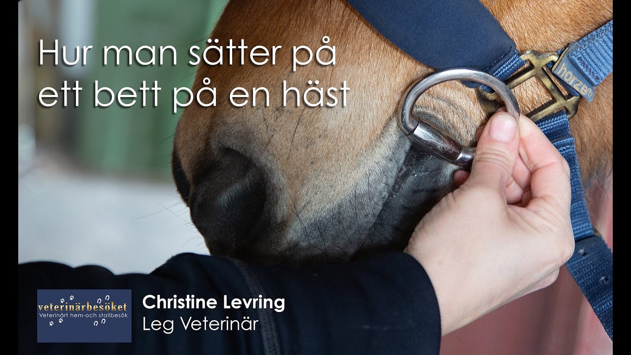 Hur man sätter på ett bett på en häst
