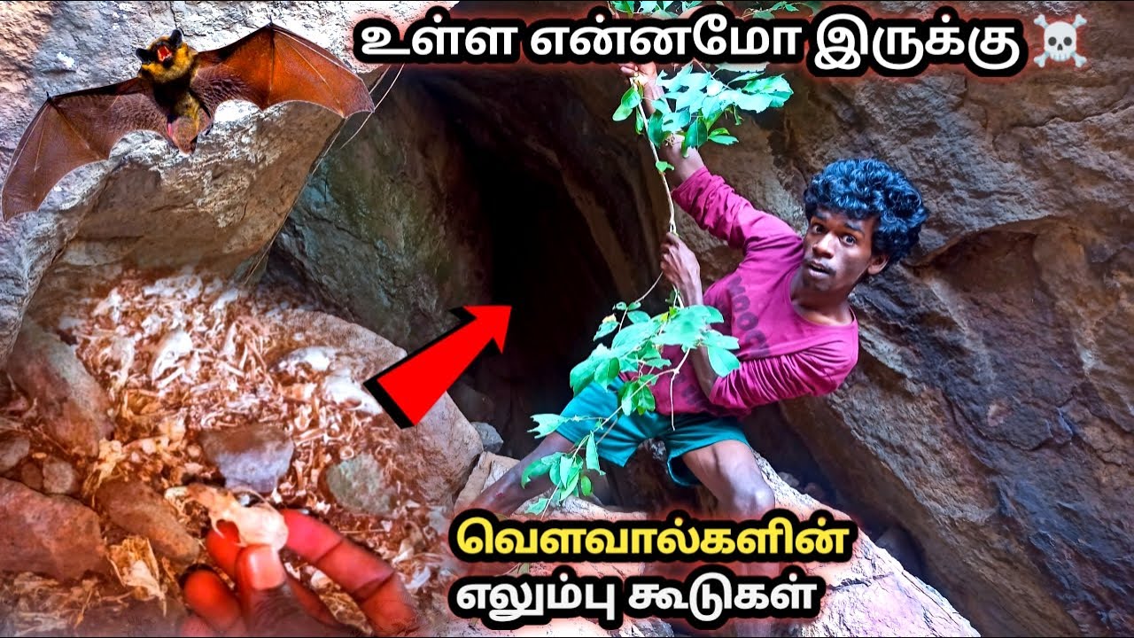 குகை பாதைகளுக்குள் குவிந்து கிடக்கும் வௌவால் எலும்பு கூடுகள் ☠️Dangerous animals in cave| Adventure