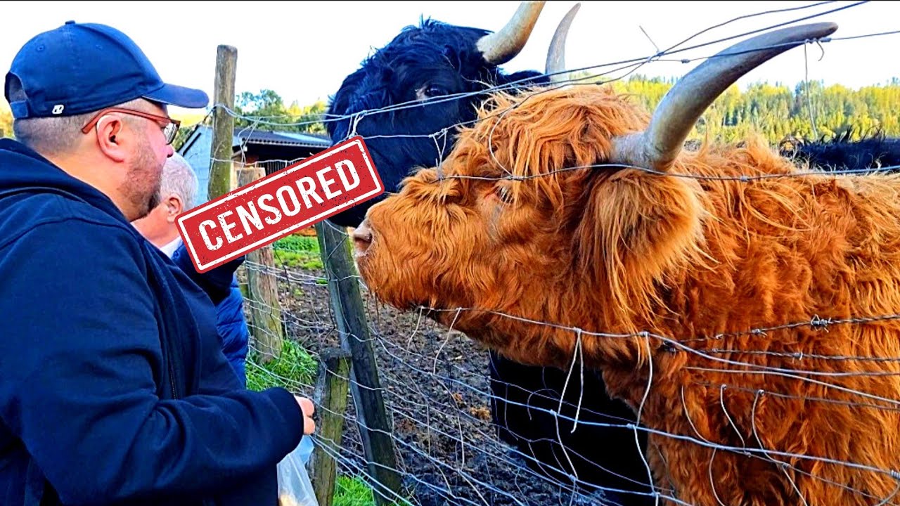 Feeding The Highland COWS in scotland