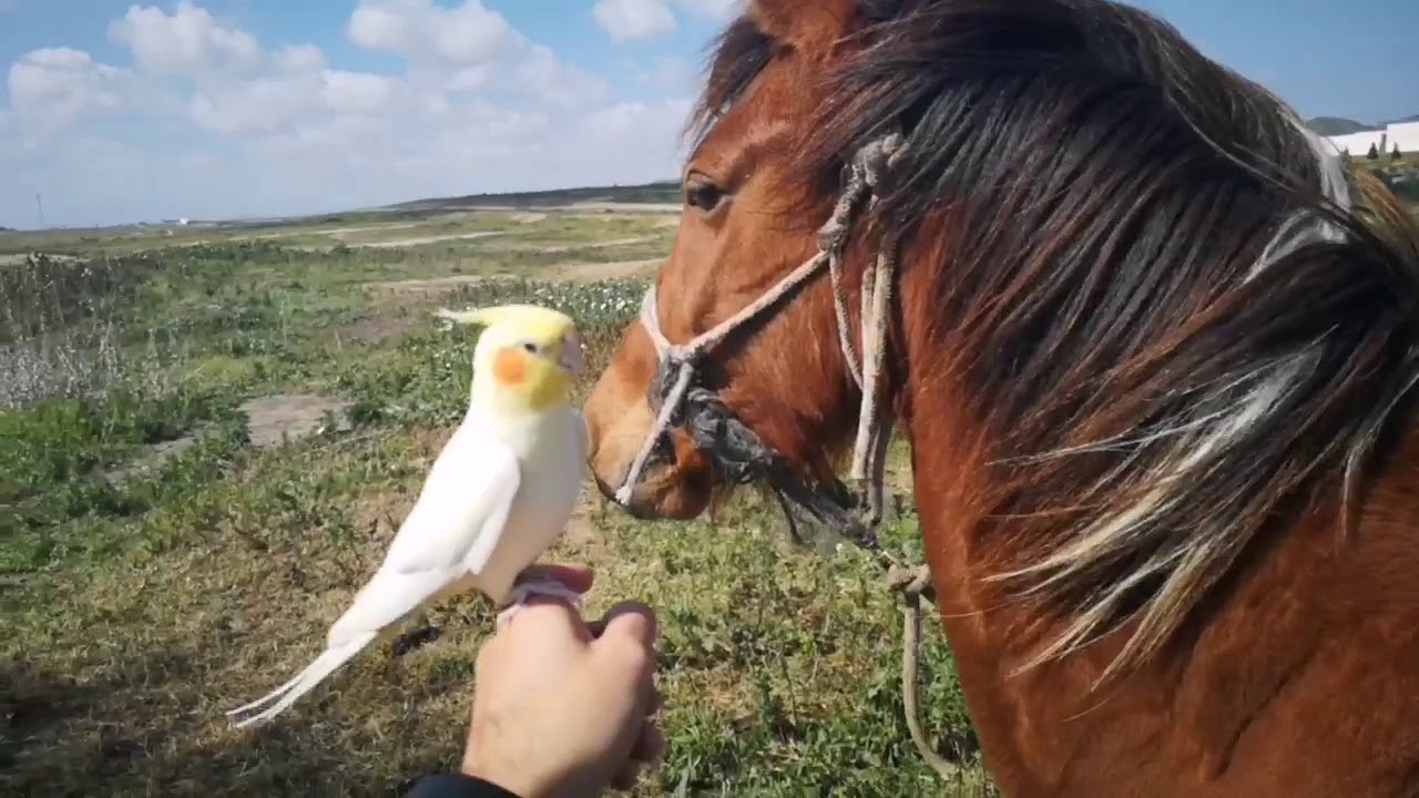 NINFA POLLITO DISFRUTANDO CON SUS AMIGOS