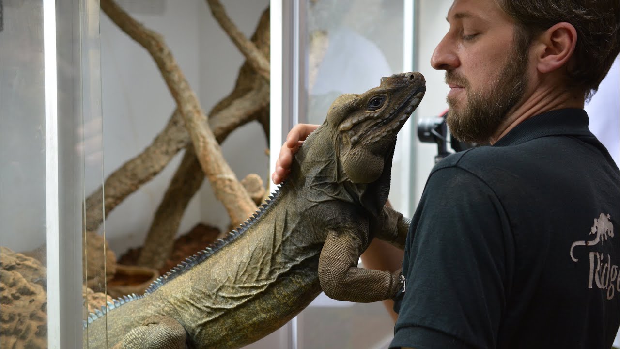Could this be the best reptile shop in the UK?! (Ridgeway Exotics)