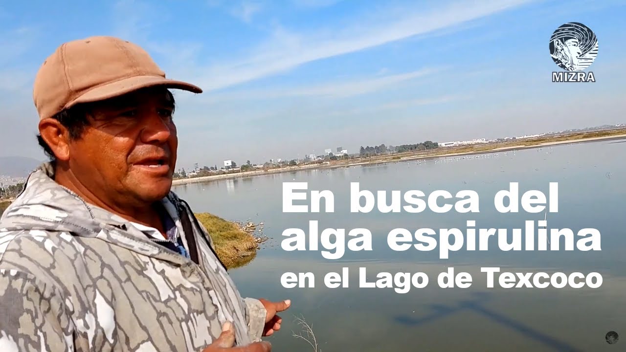 En busca del alga espirulina en el Lago de Texcoco