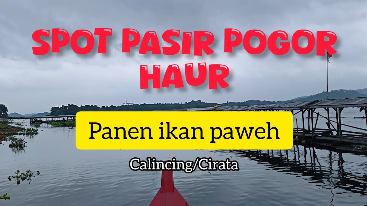 TERBARU‼️mancing CIRATA/Cilincing//Spot berkumpul nya ikan paweh (Osteochilus vittatus)