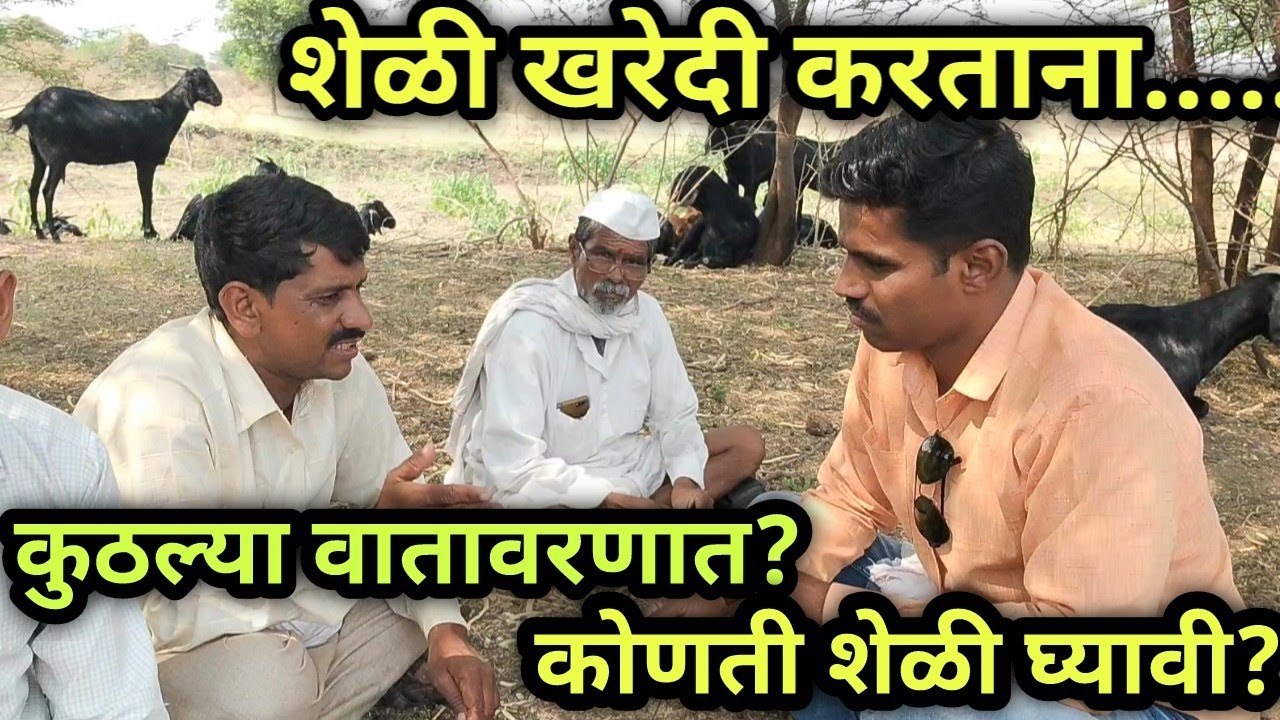 शेळ्या खरेदी करताना अशी काळजी घ्या. | काय म्हणतात दशरथ भांड.