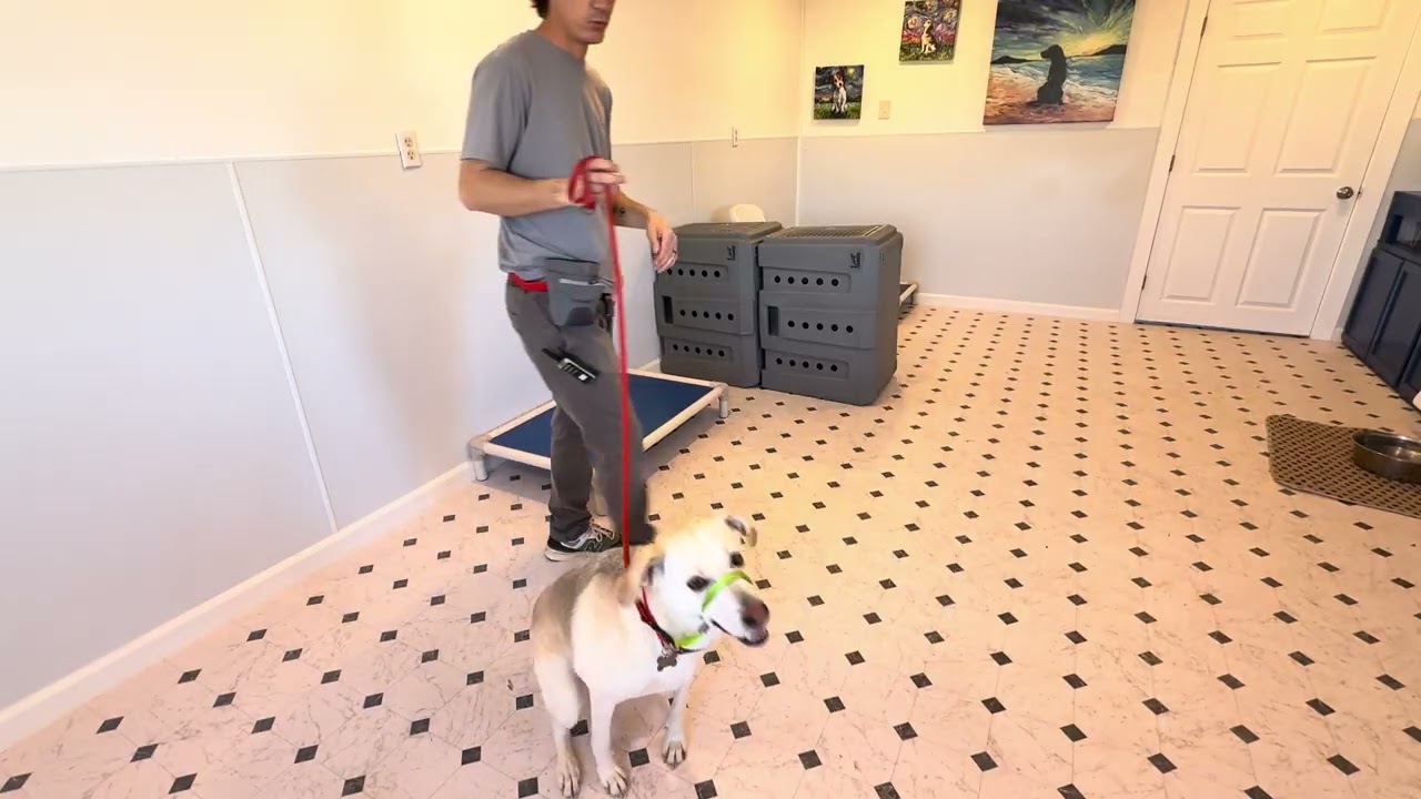 Lady gentle leader explained 
