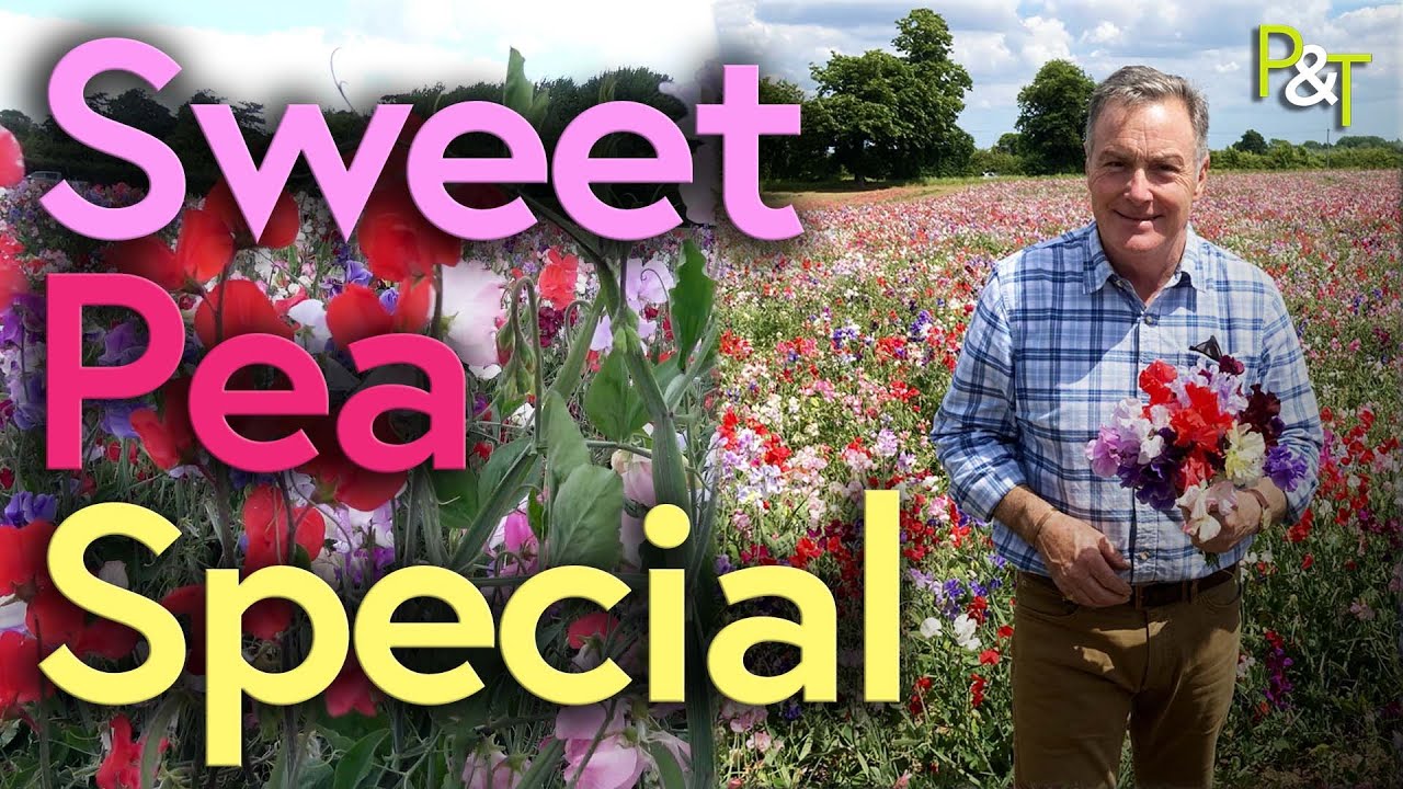 Sweet Pea Special - Pots & Trowels