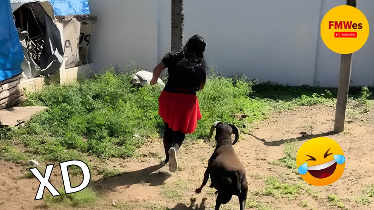 SI TE RÍES PIERDES NIVEL DIOS #458🤣[999.99 IMPOSIBLE NO REÍRSE ]😄 VIDEOS DE RISA MUY GRACIOSOS 2025🤣