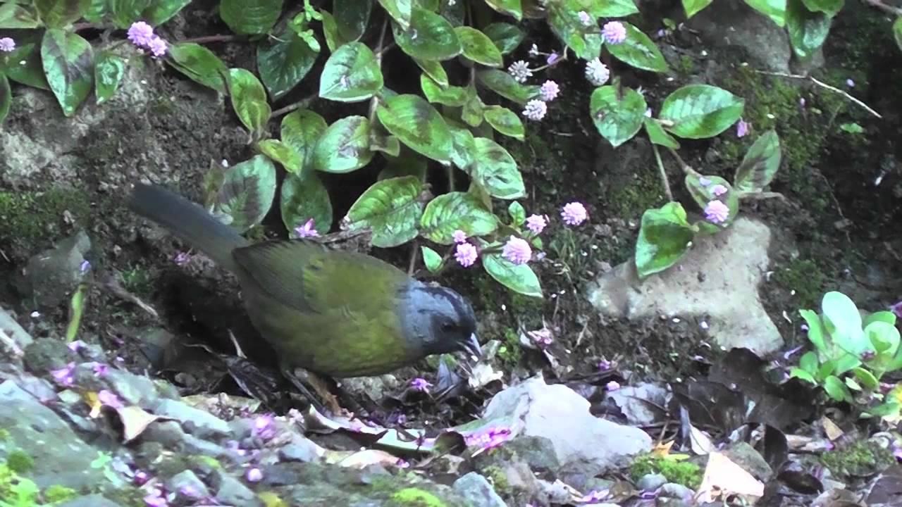 Birding Costa Rica Cerro de la Muerte