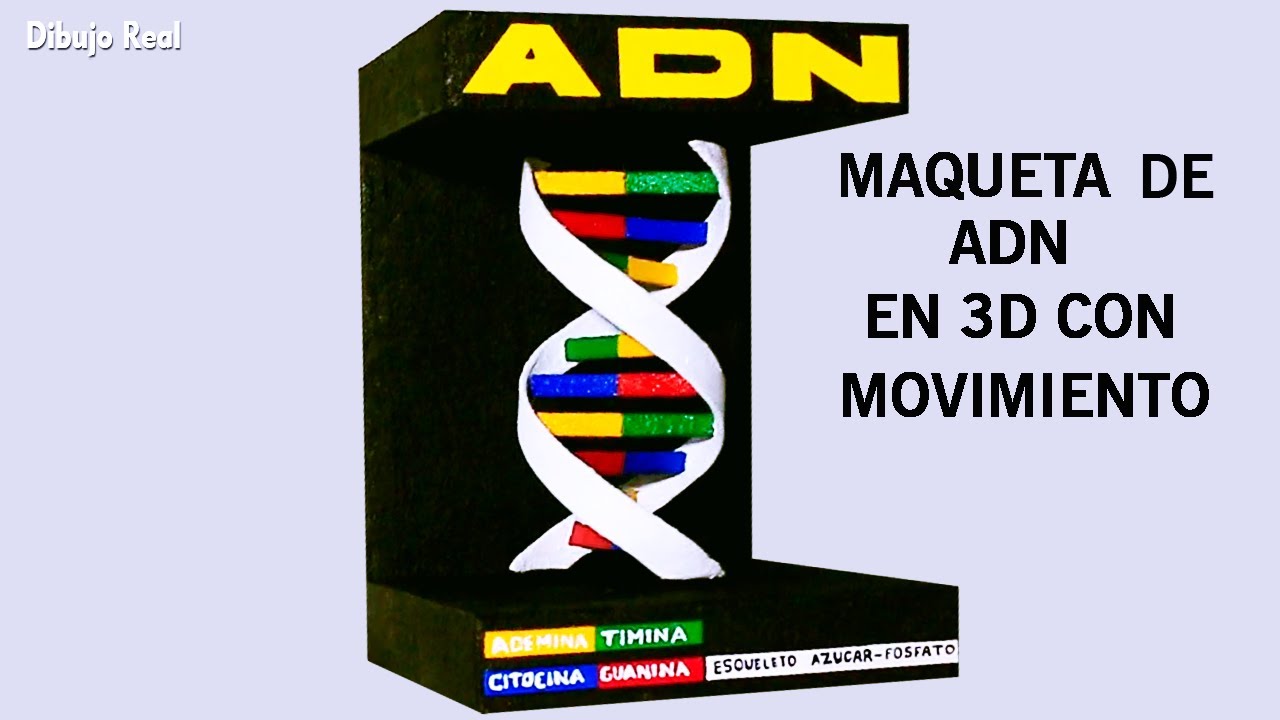 Como hacer una maqueta del ADN para el colegio