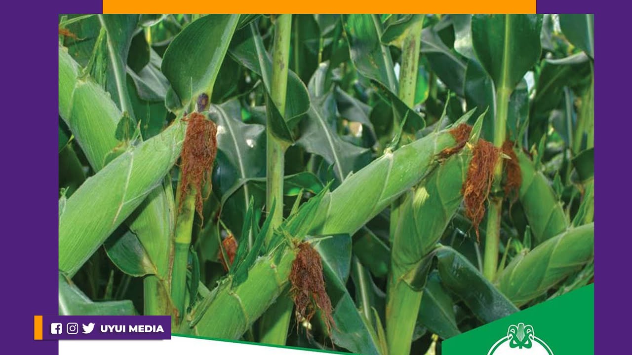 FAHAMU AINA 5 ZA MBEGU CHOTARA ZA MAHINDI ZINAZOZALISHWA NA SEED-CO