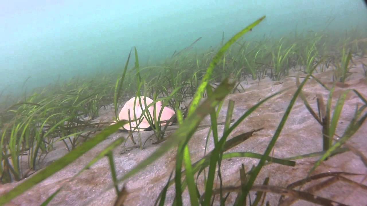 Moon Snails & Sea Pens