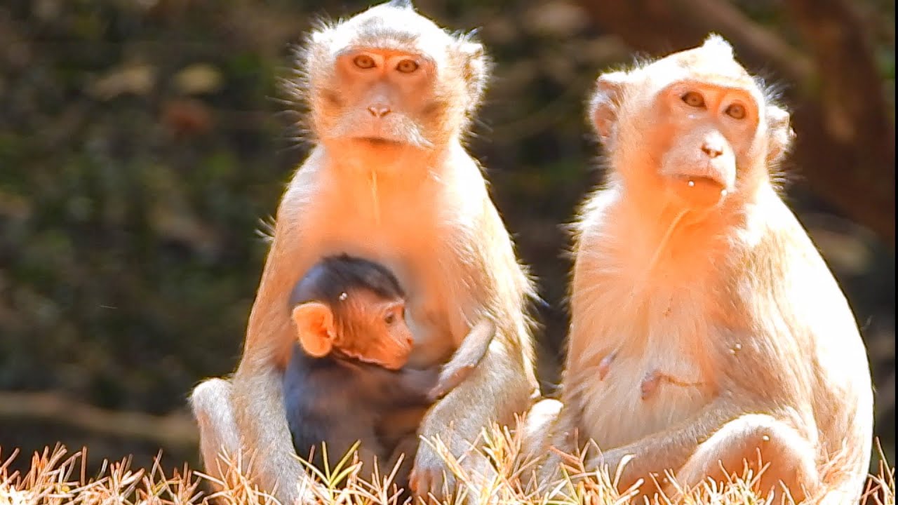 So Skiny Mom Miyeon Monkey And Karita, Waiting To Eat