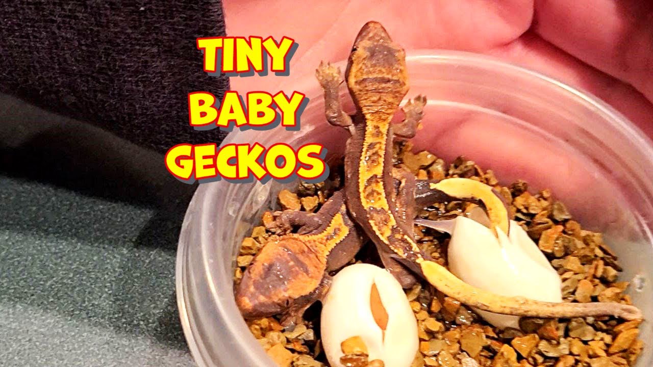 What to do when your crested Gecko eggs hatch