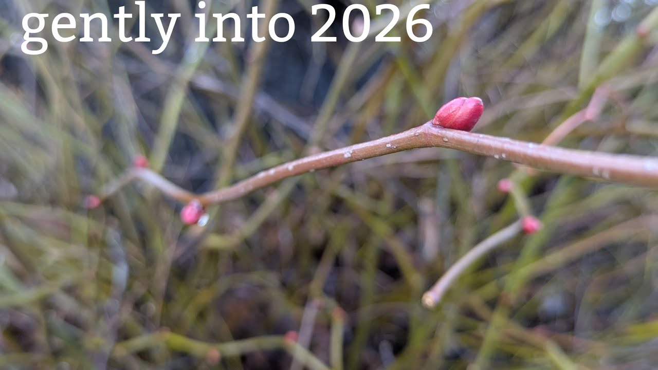 A film of my world while I ease myself into January 2026