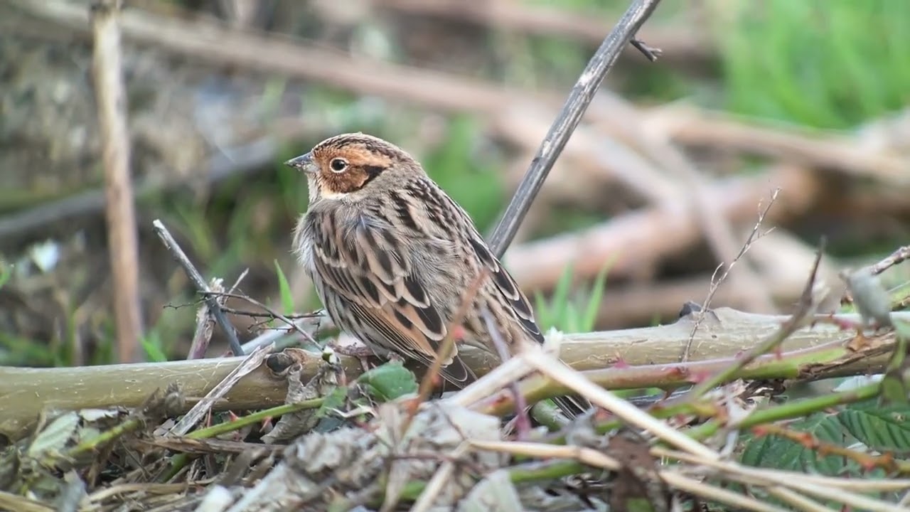 Dwerggors (Emberiza pusilla)  Little Bunting - Krabbeplas Vlaardingen 2023