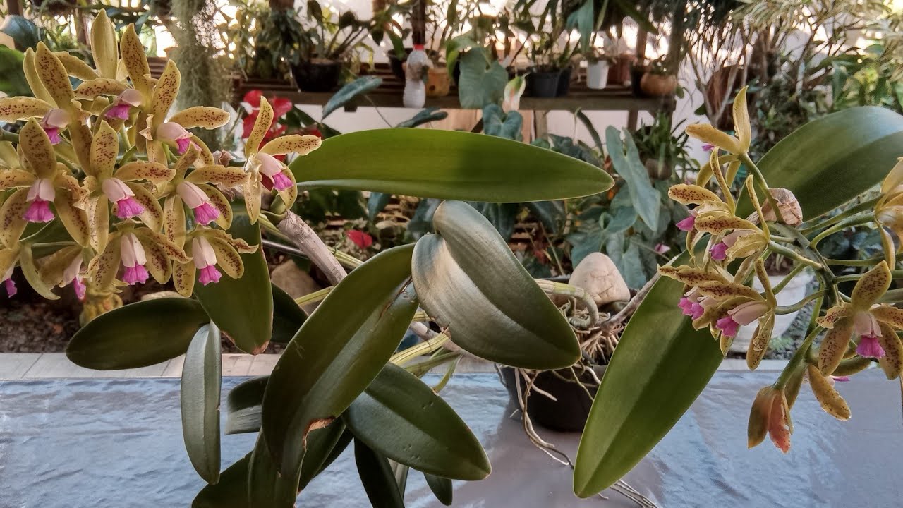AS CATTLYAS CANELUDAS AMAM ESSE CULTIVO e FLORAÇÕES LINDAS VEJA