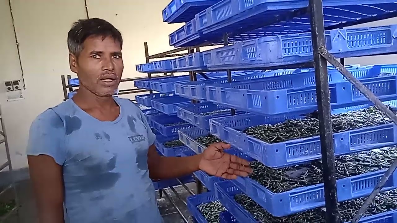 रेशम कीट पालन पर जानकारी