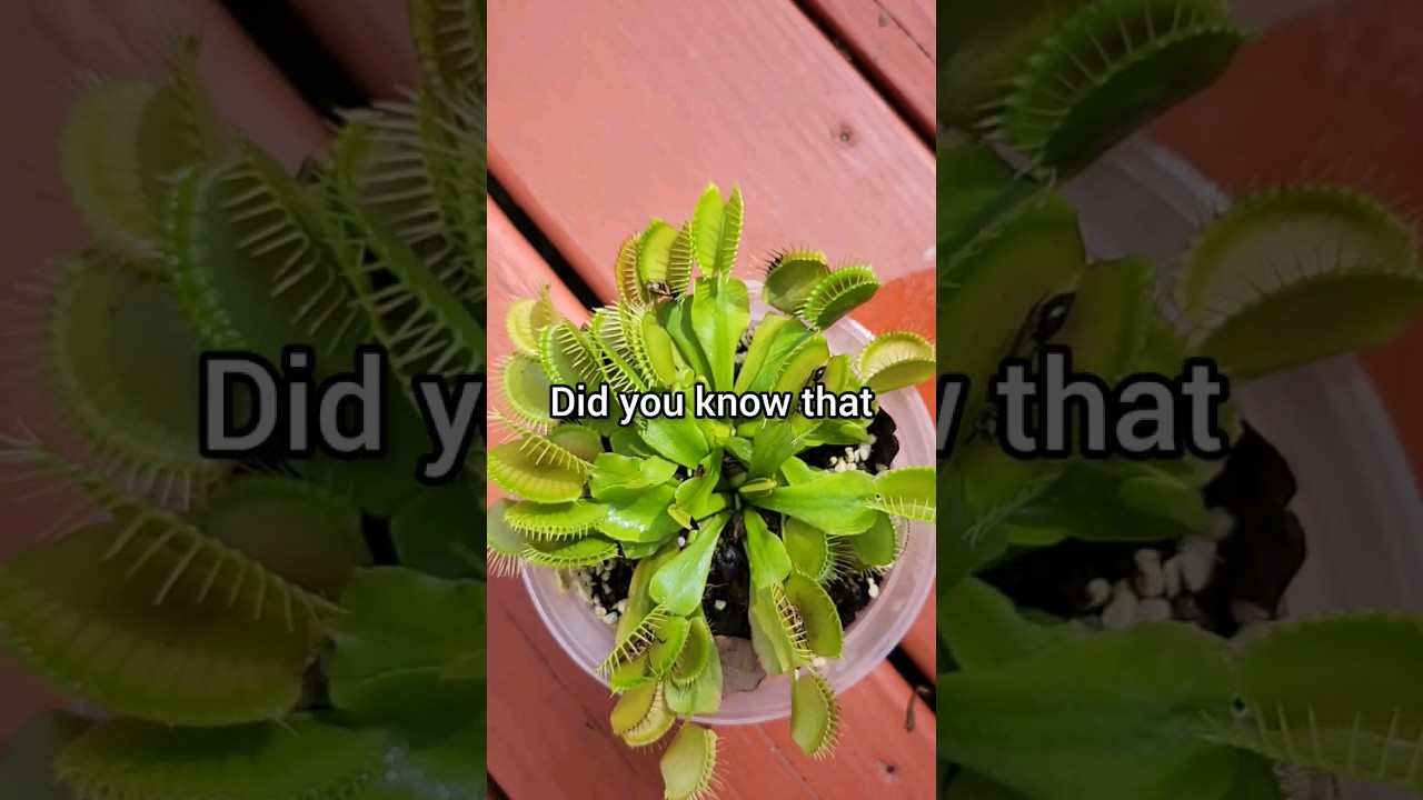 Как поливать венерину мухоловку #растение #комнатноерастение #комнатноерастение