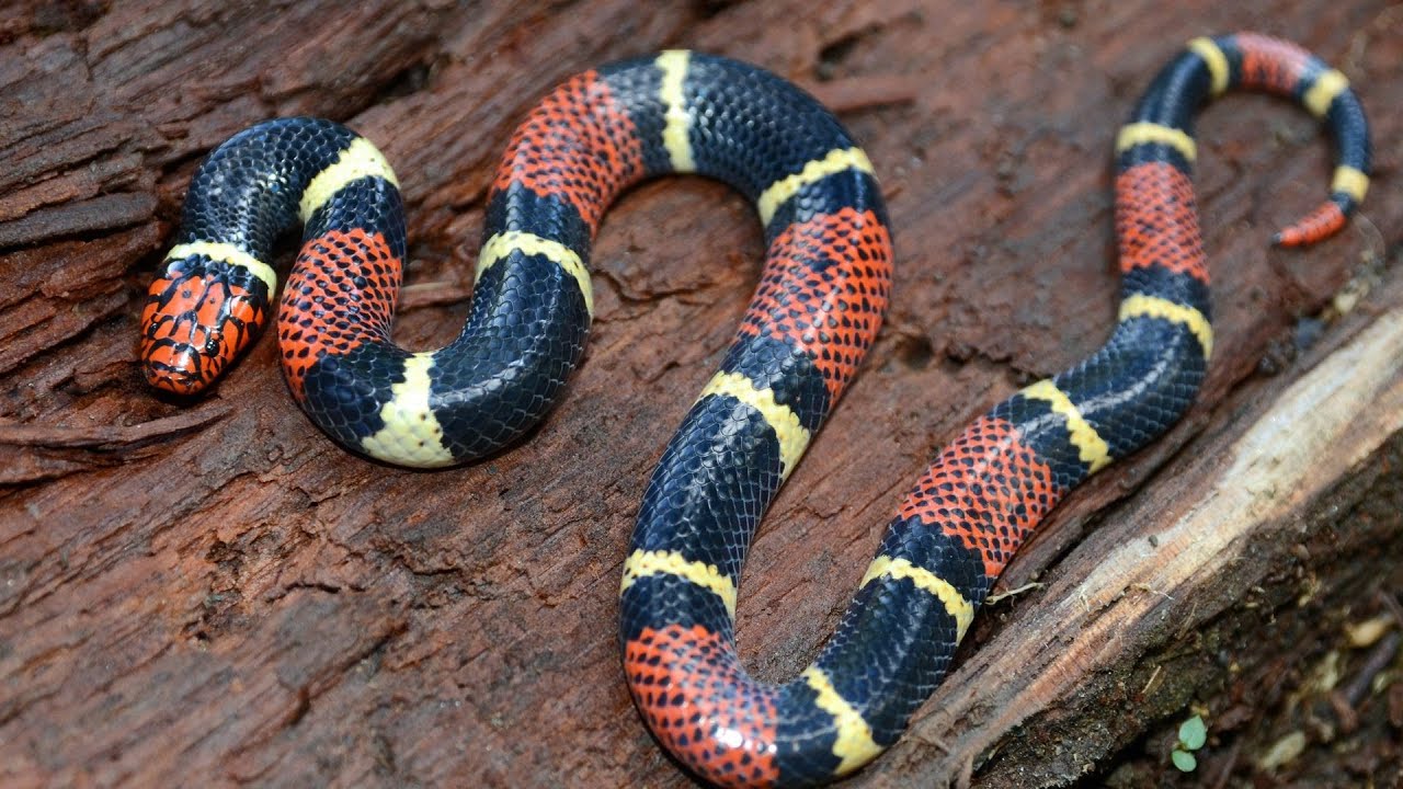 How to Take Care of a King Snake | Pet Snakes