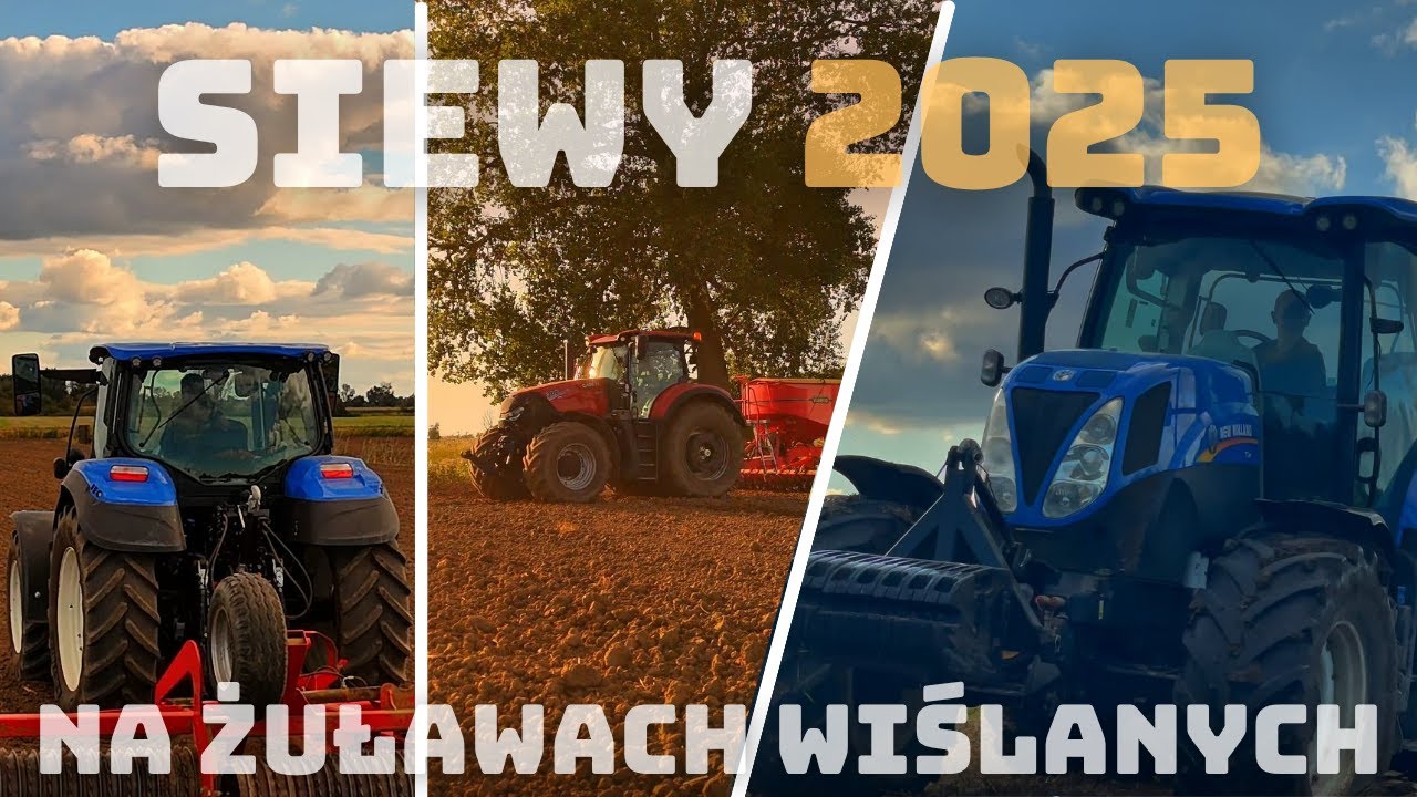 Siew pszenicy na Żuławach 2025 || New Holland, Case w akcji