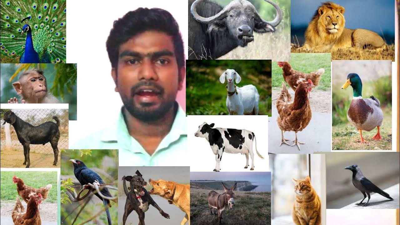 |Animals and birds sound effects ||mimicry|h