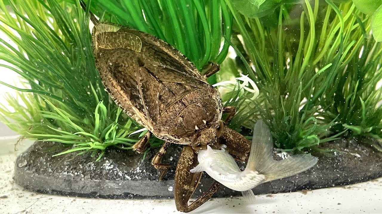 ガサガサで魚を捕まえてタガメに食わせる