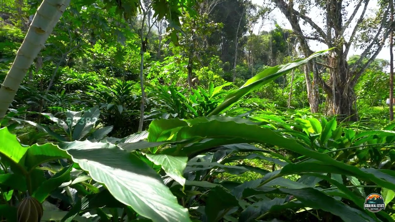Cardamom estate for sale in Kodaikanal hill | 11 Acres