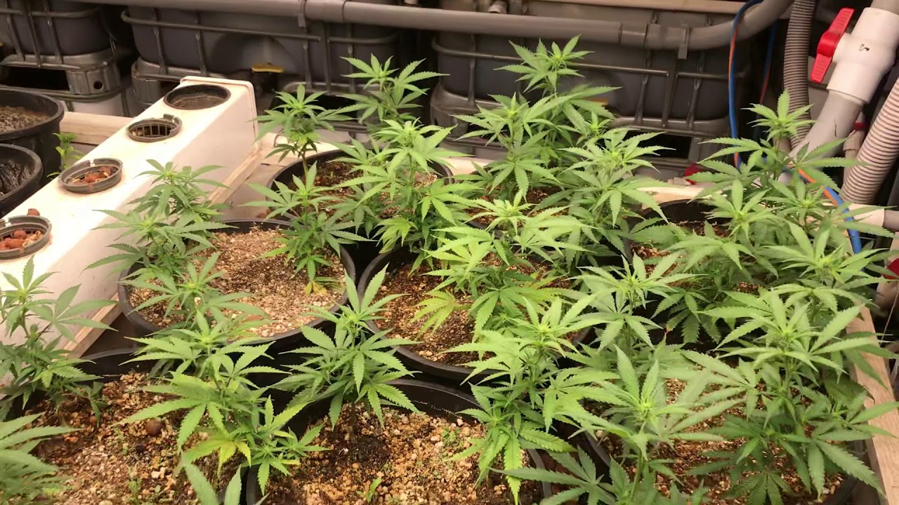 Aquaponic Journal - Update 27