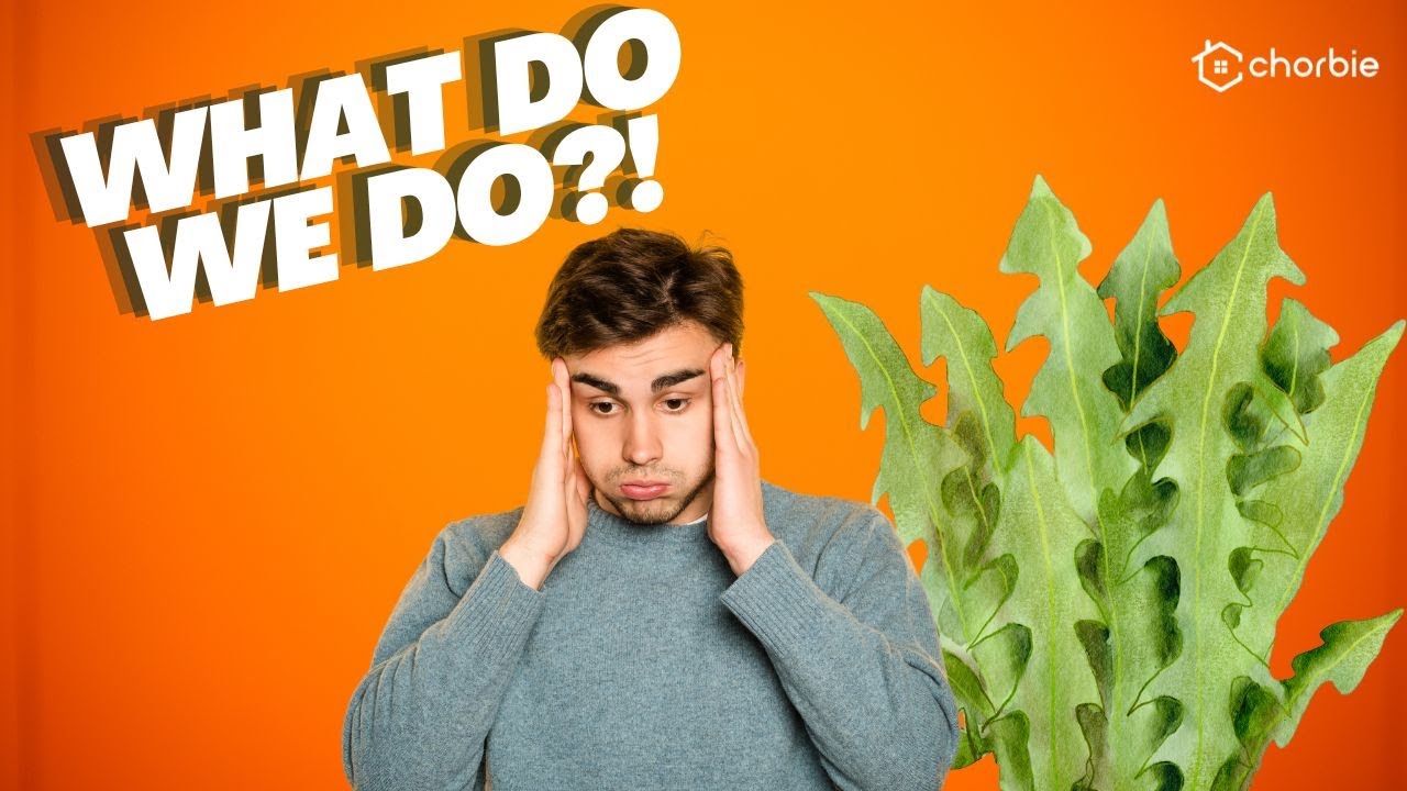 What is Virginia Buttonweed?