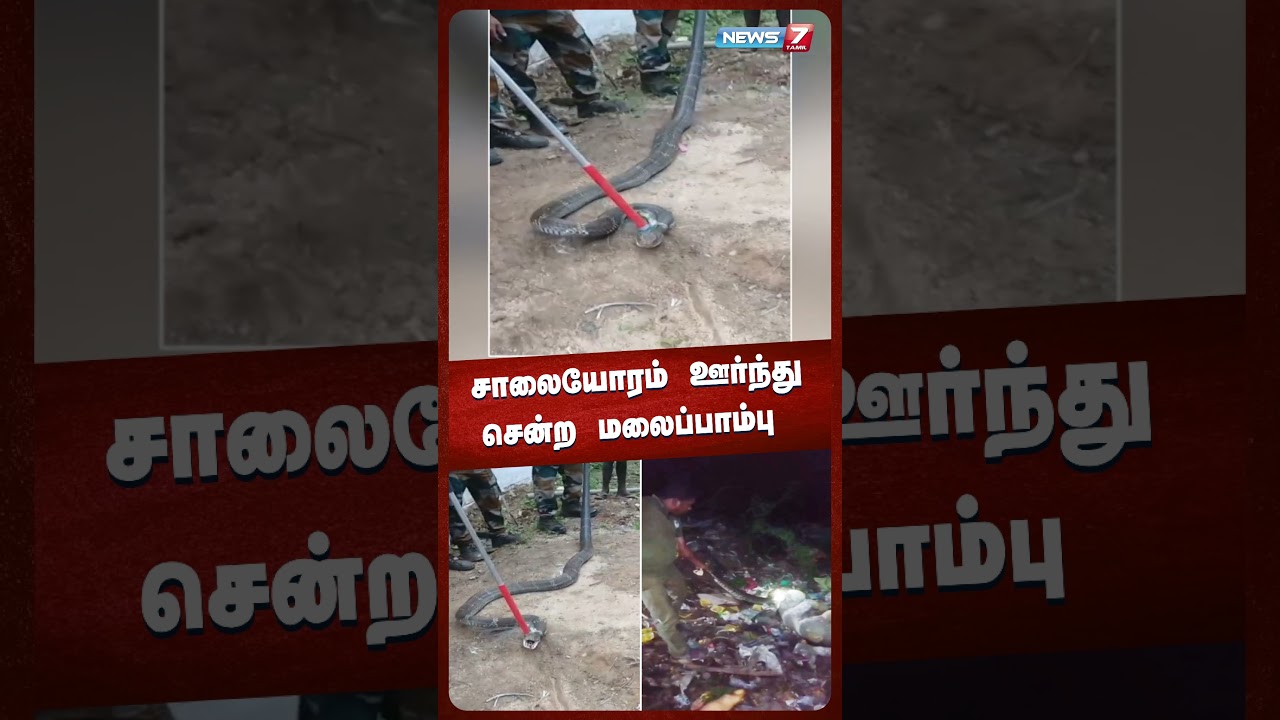 சாலையோரம் ஊர்ந்து சென்ற மலைப்பாம்பு  | @NEWS7 TAMIL