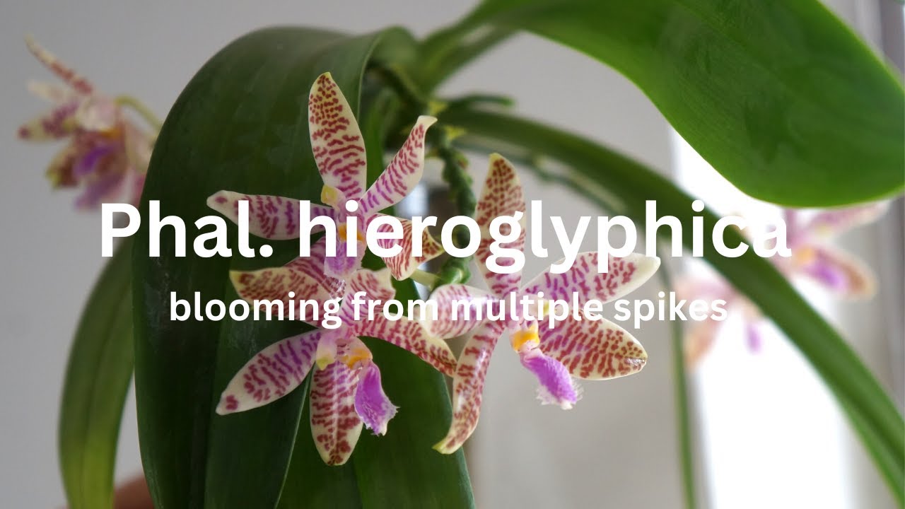 Phal hieroglyphica Bloomings from 3 spikes and Growing 2 New Spikes | Orchid Care Tips