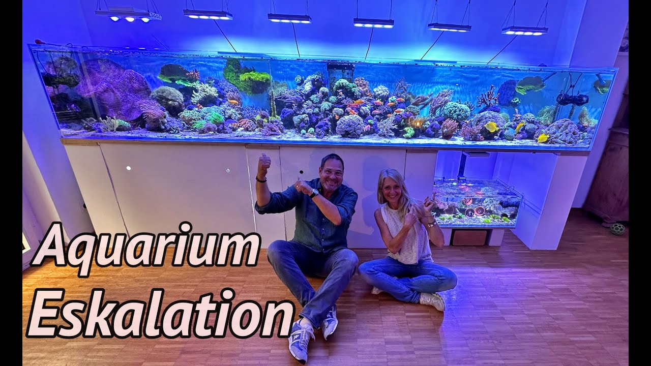 Ein natürliches 1800 Liter MEERWASSER Aquarium in NRW | Zu Besuch bei der Mama der 1000 Clownfische.