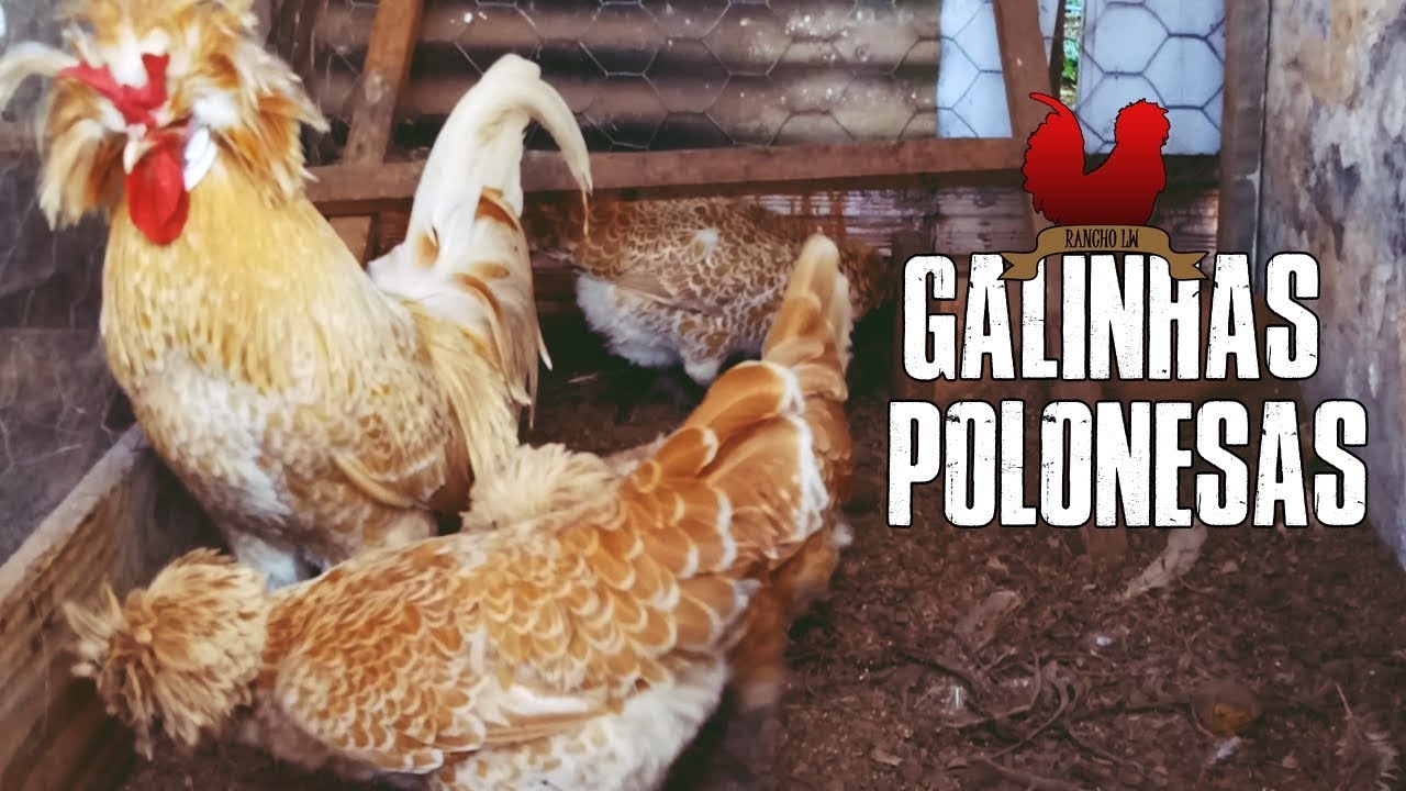 MINHA CRIA&Ccedil;&Atilde;O DE GALINHAS POLONESAS