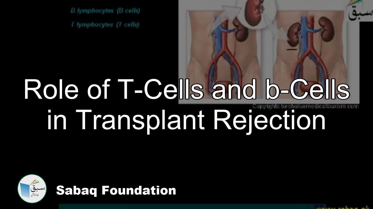 Role of T-Cells and b-Cells in Transplant Rejection, Biology Lecture | Sabaq.pk