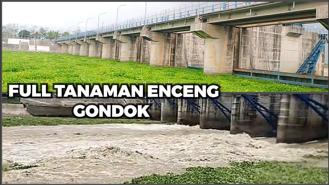 Detik detik pintu bendungan sungai di buka yang di penuhi enceng gondok